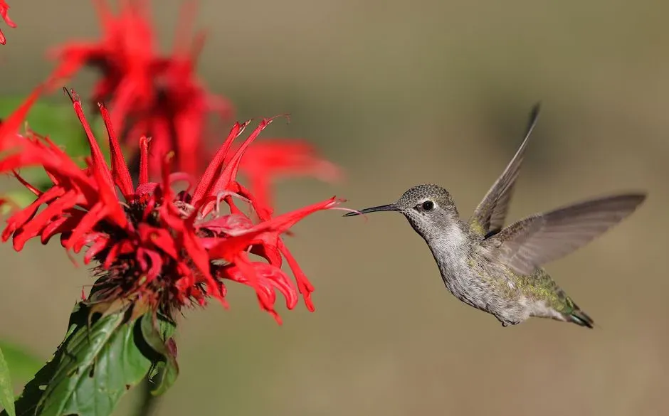 #4 - Their Tongues Are Tiny Hydraulic Pumps, Not Straws (Image Credits: Pexels)