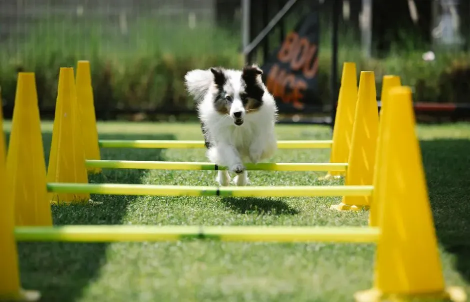 2. Incorporate Agility Features (Image Credits: Pexels)