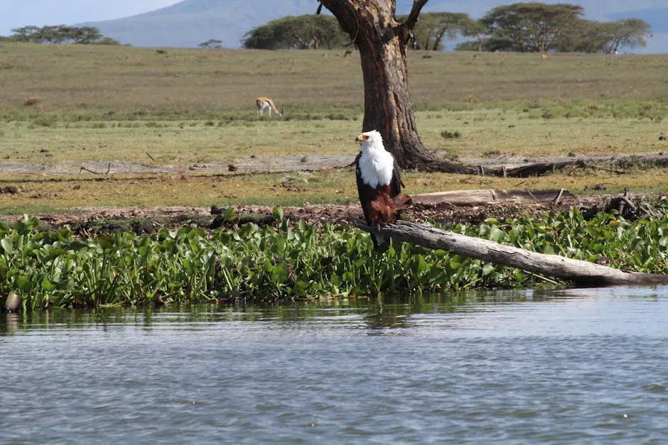 10. African Fish Eagle - The Voice of Africa (Image Credits: Pexels)