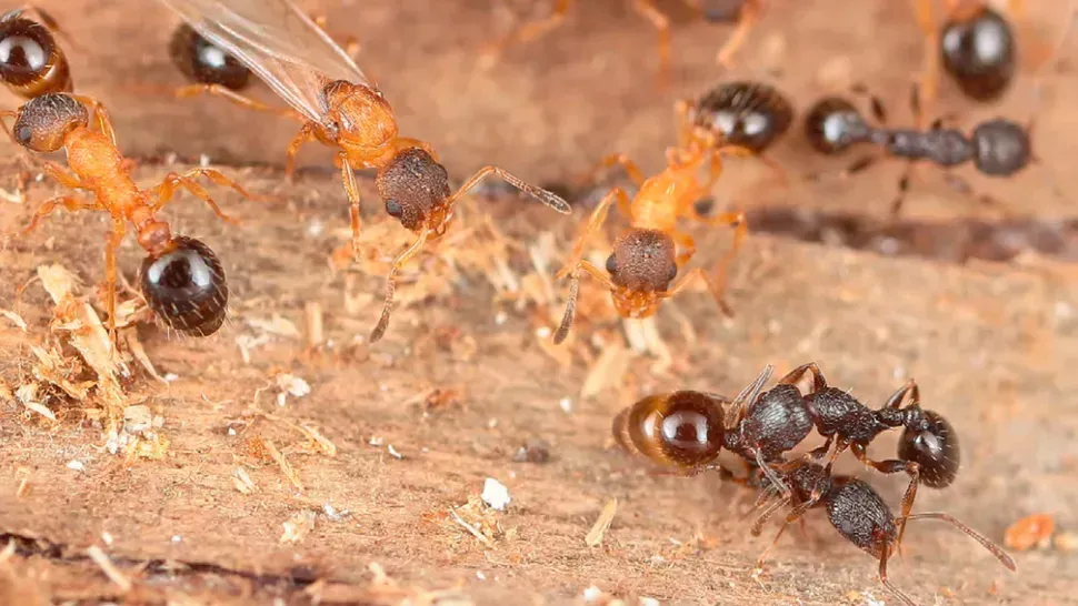 Meet the Ant That Rewrites the Rules of Colony Life (Image Credits: Hamaguchi et al., Current Biology, 2026. CC BY 4.0)