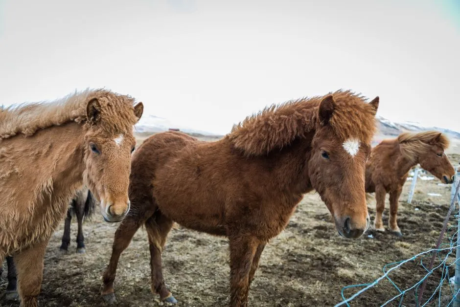 Curly Horse: Hypoallergenic Coats, Hyper-Focused Bonds (Image Credits: Pexels)