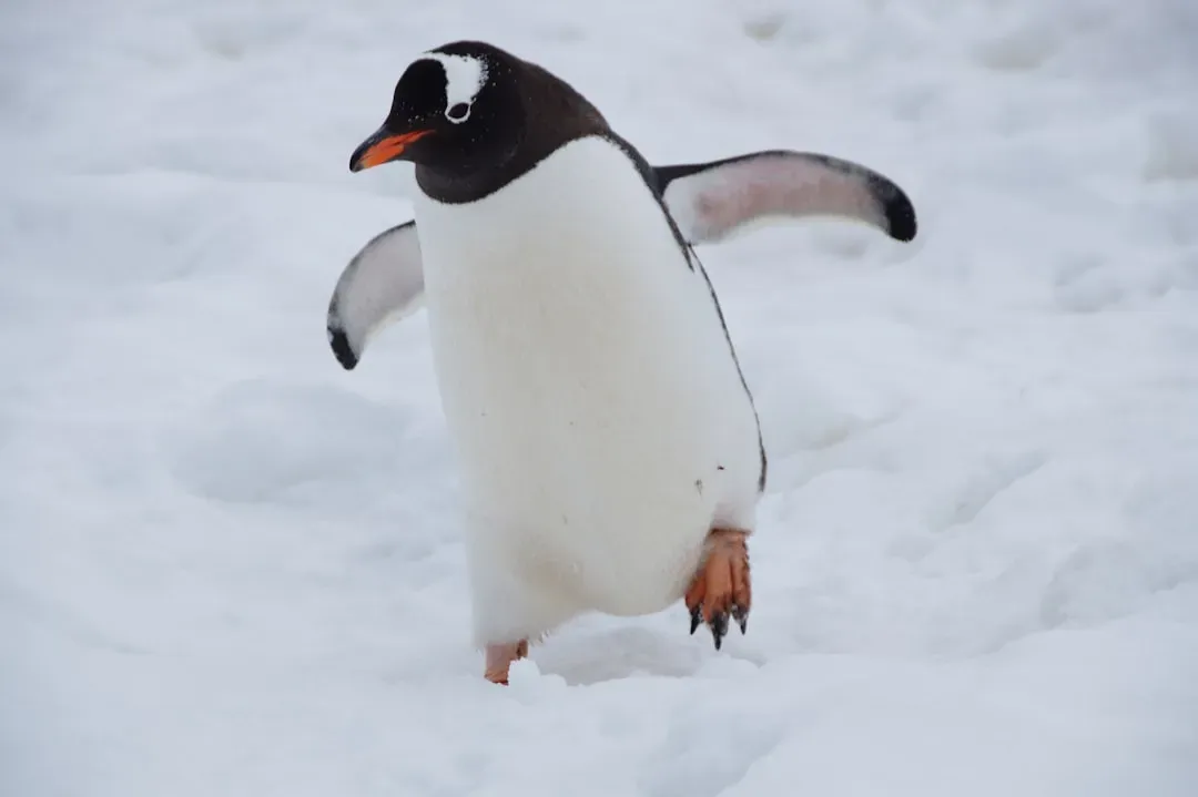 #12. Penguin (Image Credits: Unsplash)