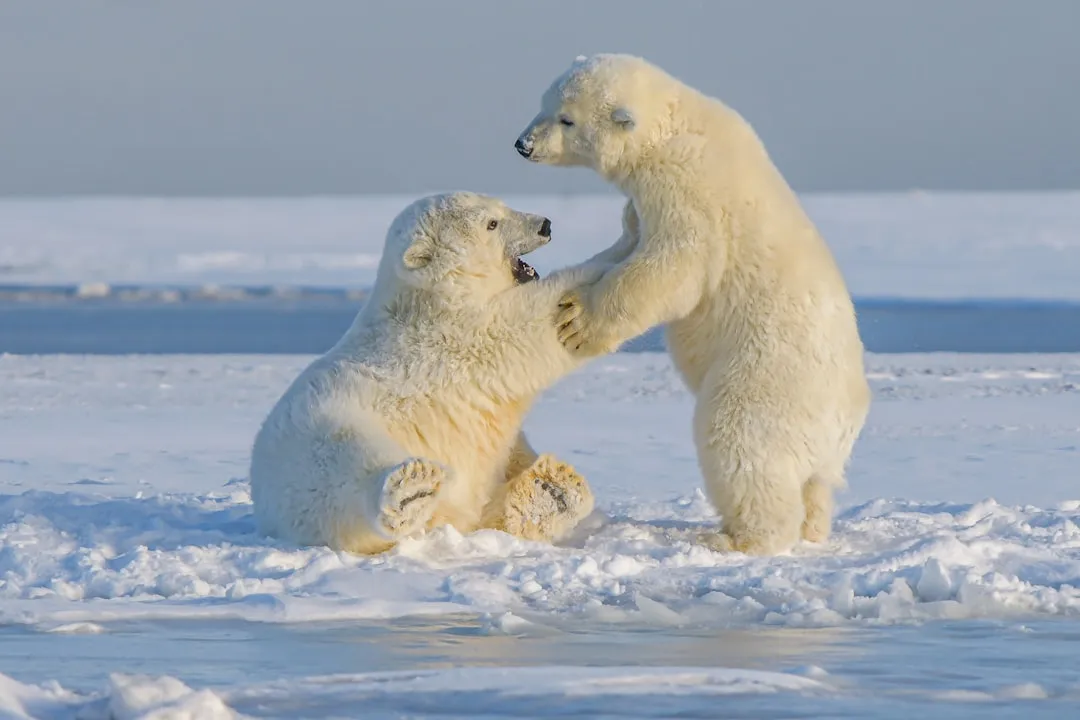 Hunting Seals by Smell: The Life-or-Death Application (Image Credits: Unsplash)