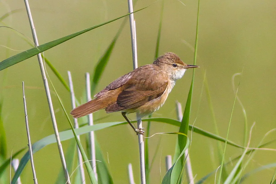 #14 - Reed Warblers Are Following the Warblers' Trend (Flickr: Eurasian Reed Warbler, CC BY 2.0)