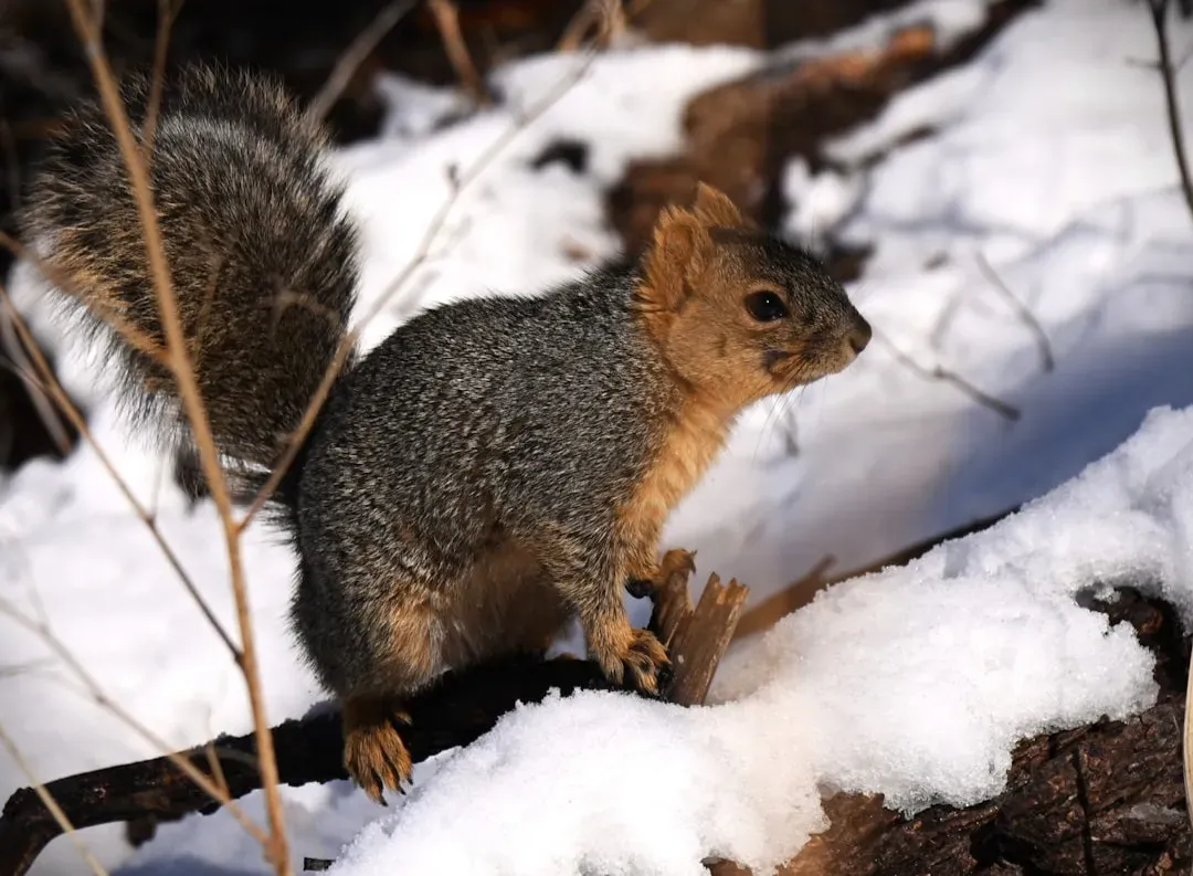 The Hibernation Mystery That Stumped Researchers for Years (Image Credits: Unsplash)