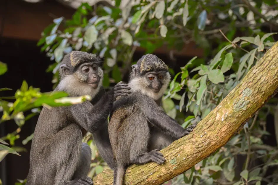 West African Diana Monkeys and Campbell's Monkeys (Image Credits: Pexels)
