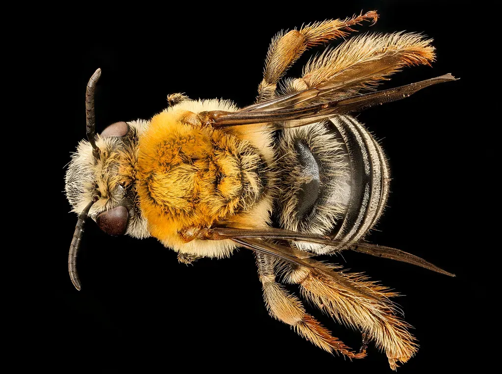 Pennsylvania Leads the Tick Invasion (Image Credits: Flickr)