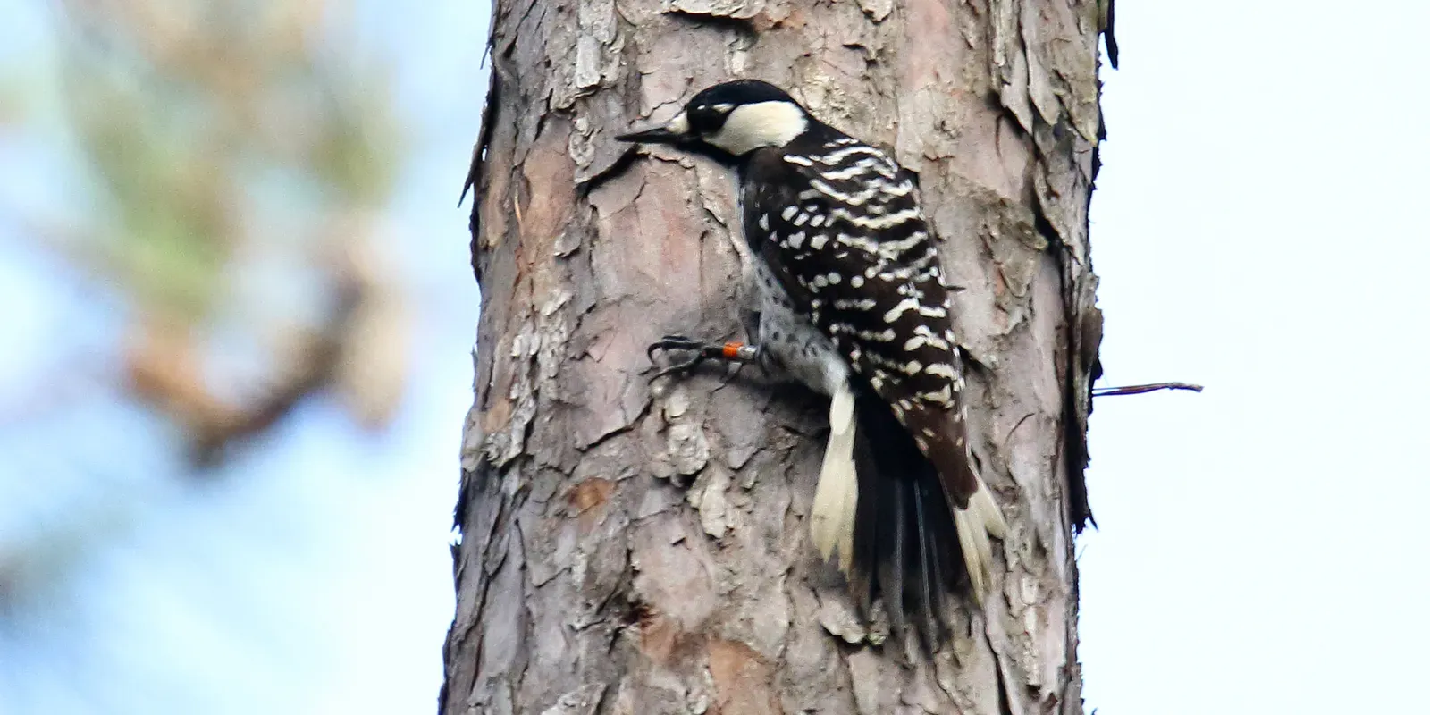 Red-Cockaded Woodpecker: A Southeast Success Story (Image Credits: Wikimedia)