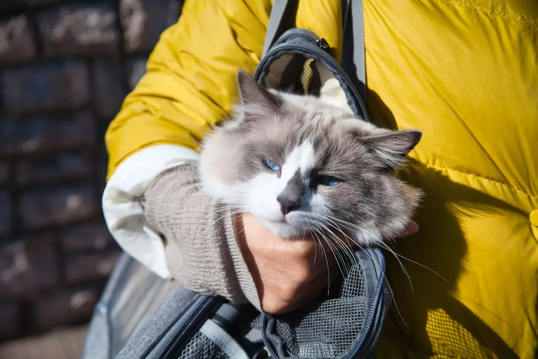 #8 - "Please Stop Dragging Me Back and Forth to the Vet Unless It Truly Helps" (Image Credits: Unsplash)