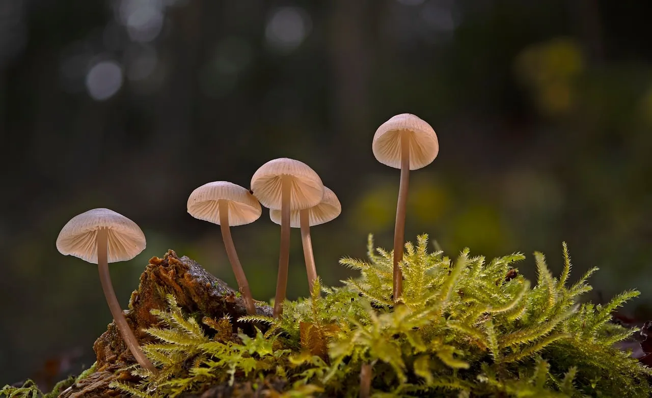 #6 - Right Plant, Wrong Place Is Still the Wrong Plant (Image Credits: Pixabay)
