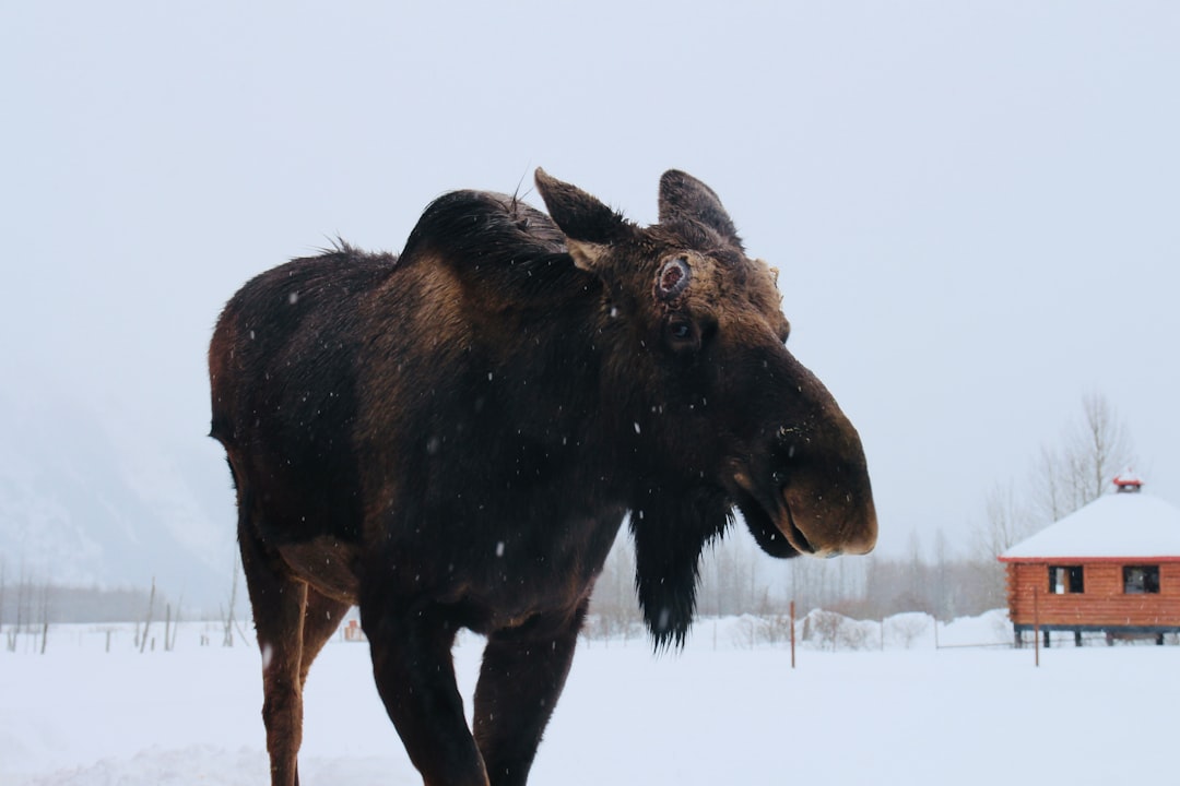 The Critical Seasons When Moose Turn Deadly (Image Credits: Unsplash)