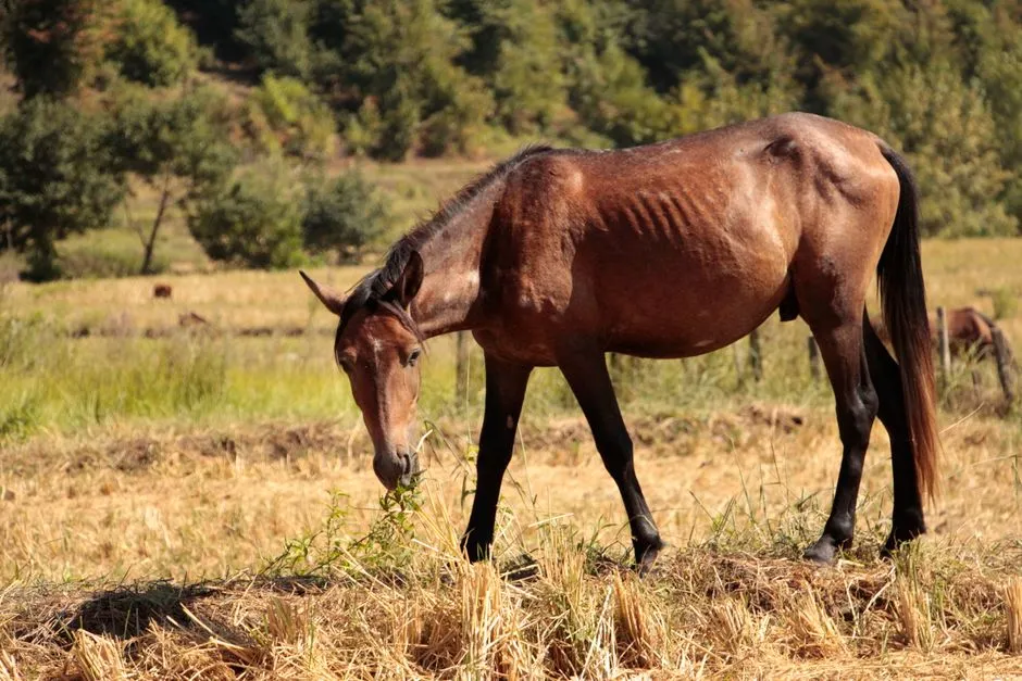 #12 - Eating Slower, Yet Leaving a Little Behind (Image Credits: Pexels)