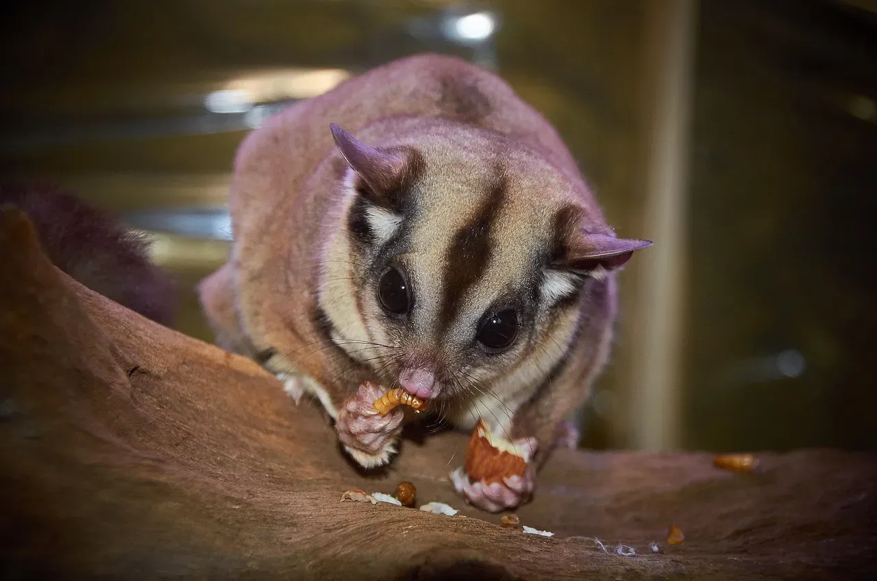 13. The Sugar Glider: The Tiny Glider With a Membrane Superpower (Image Credits: Pixabay)