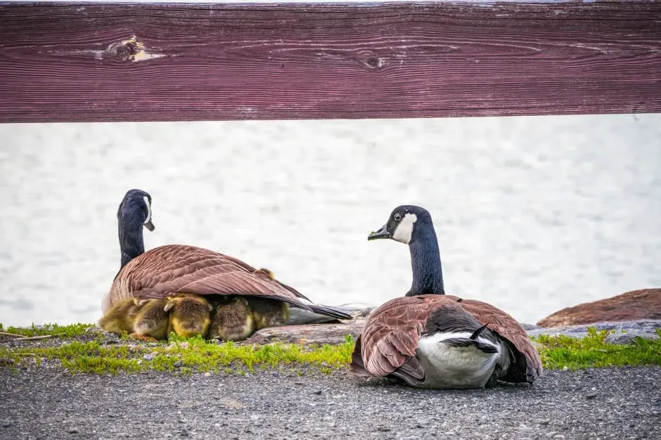 #10: Family Status Shapes Their Place in the Flock (Image Credits: Pexels)