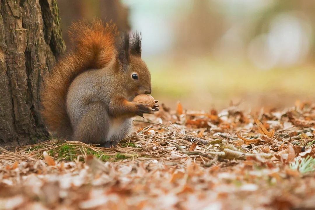 Why Scientists Think Squirrels Are Actually Faking It (Image Credits: Unsplash)