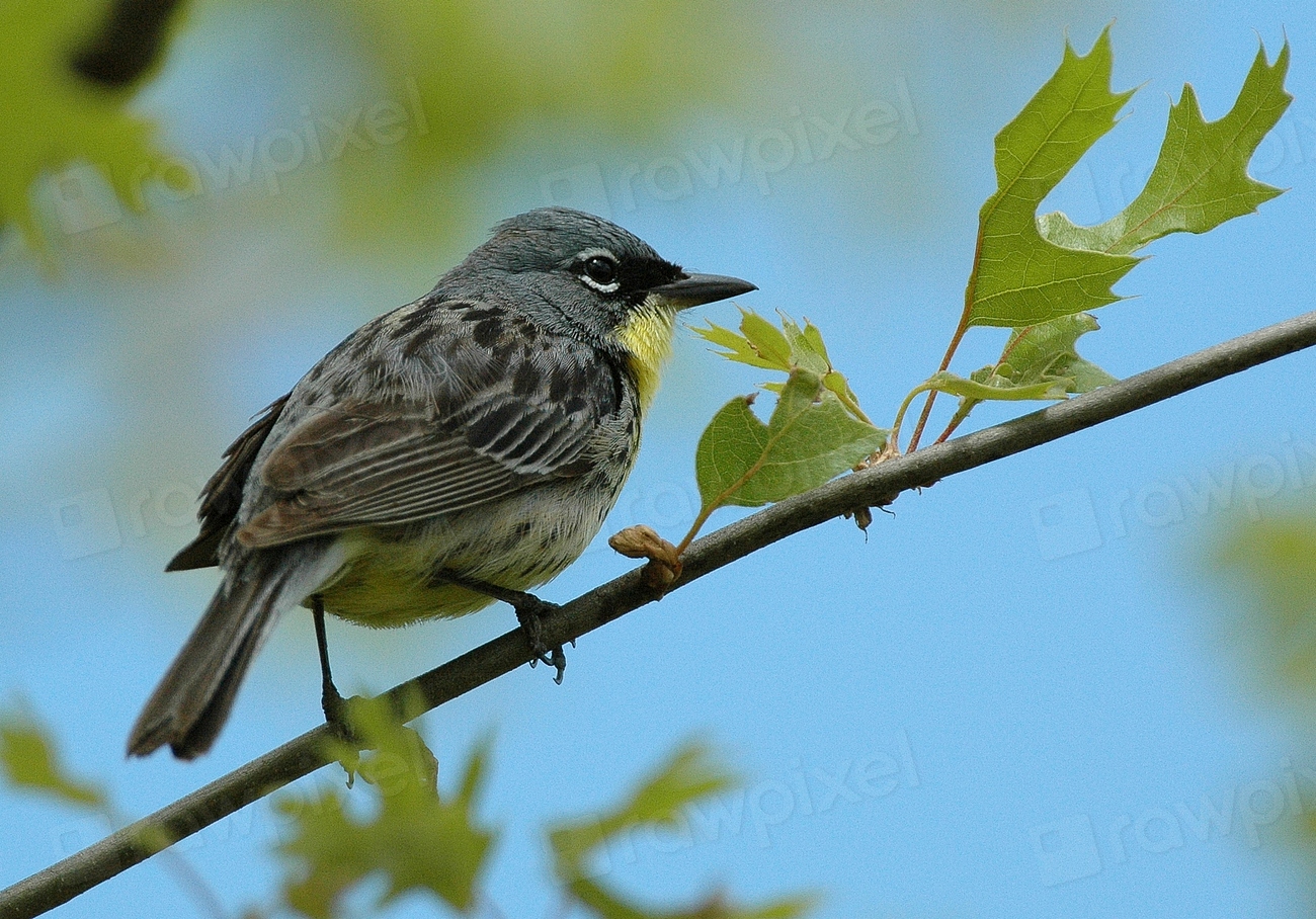 Bachman's Warbler (Image Credits: Rawpixel)