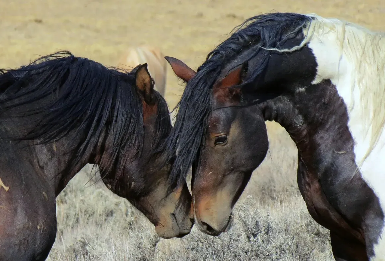 Wyoming's Rugged Territory (Image Credits: Pixabay)