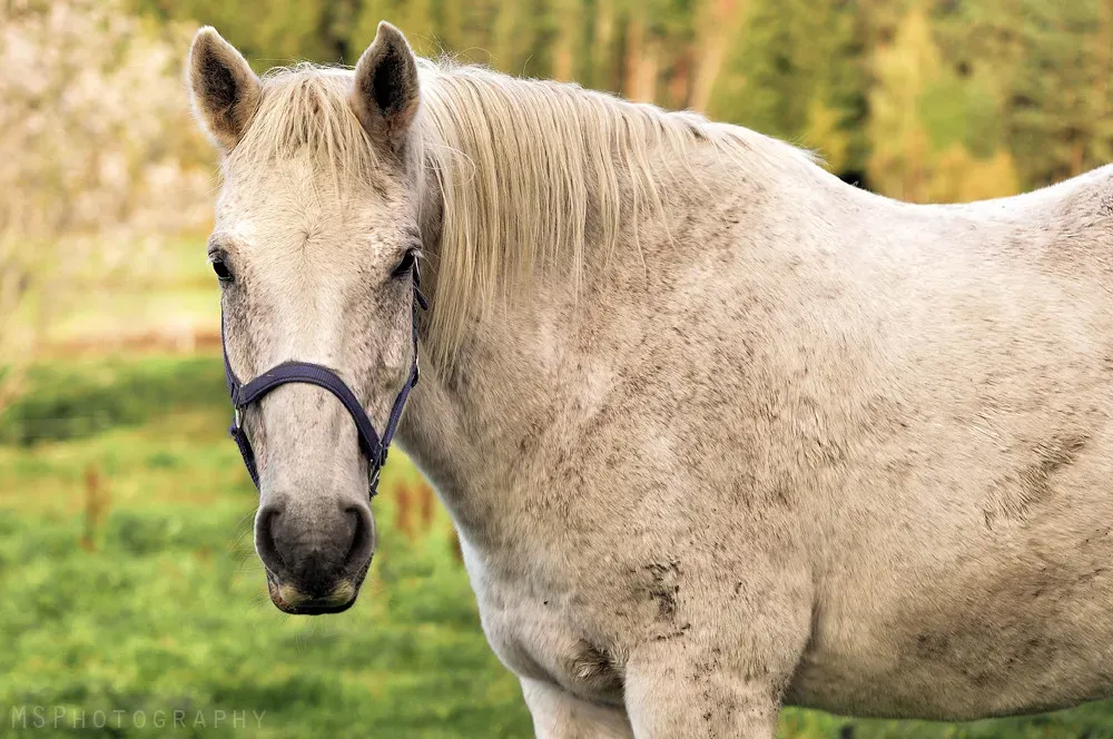 #9 Sagittarius (November 22 – December 21): The Arabian (freestock-by-melissasundman, Flickr, CC BY-SA 2.0)