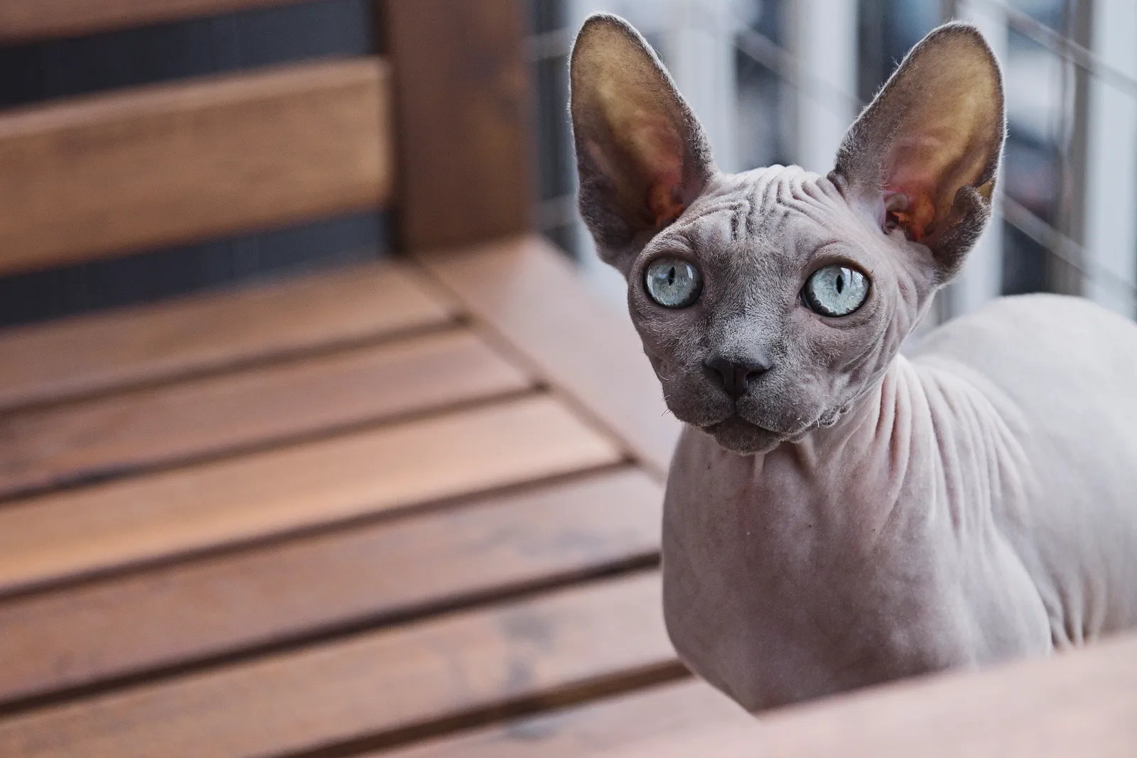 #27 - Sphynx: Social Heat-Seekers Who Hate Being Ignored (By Linnea Sandbakk linneasandbakk, CC0)