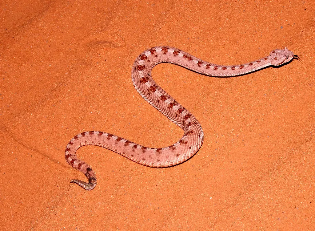 Pisces (February 19 &ndash; March 20): The Desert Sidewinder (gilaman2, Flickr, CC BY 2.0)