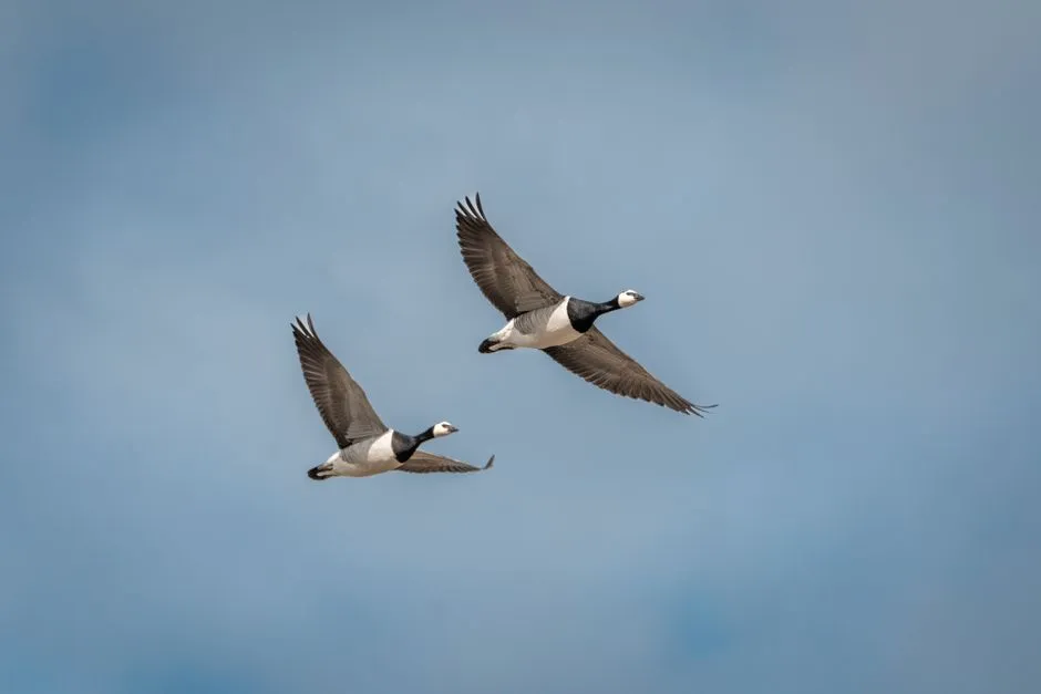 #15 - Quiet Arrivals Of "Strangers" Passing Through (Image Credits: Pexels)