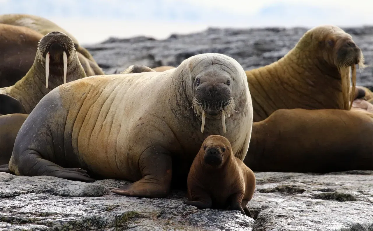 The Walrus's Bell-Like Whistle (Image Credits: Pixabay)
