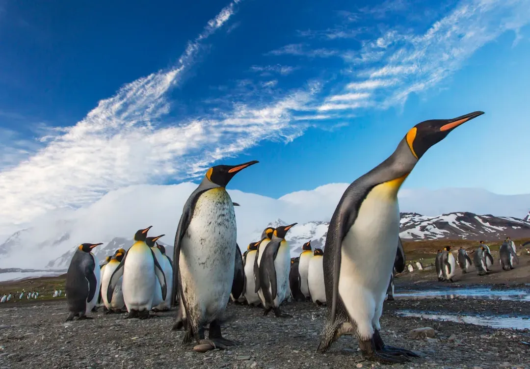 #6 - Penguins: The Colony That Waddles Past Your Legs (Image Credits: Unsplash)