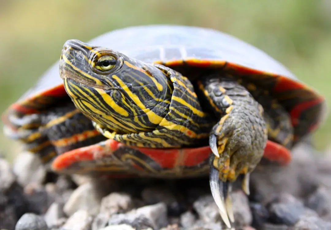 #6. Virgo (August 23 – September 22): The Painted Turtle (Image Credits: Unsplash)