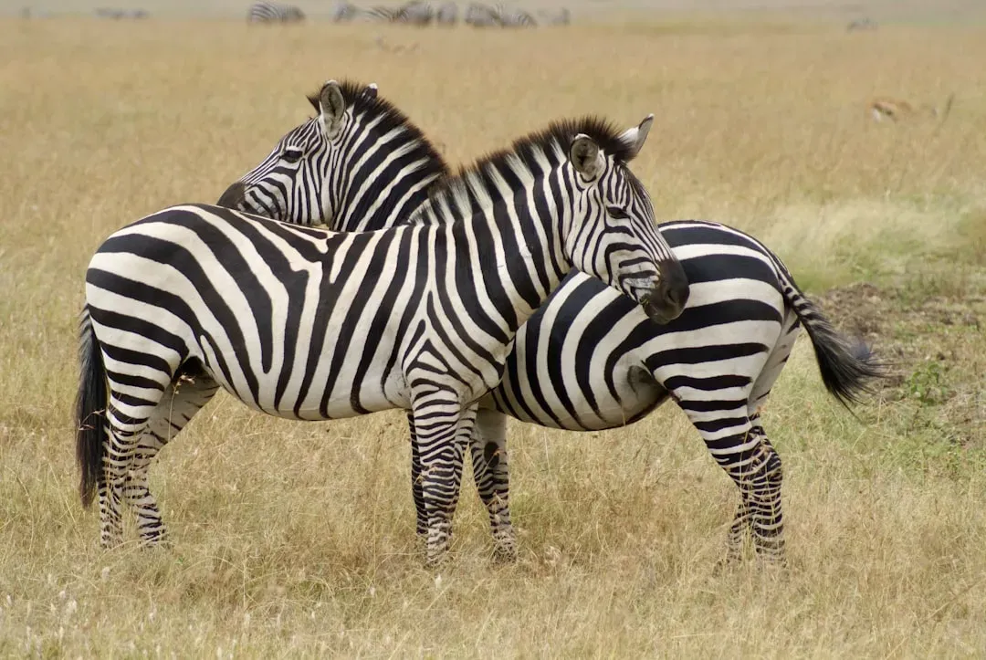 Maasai Mara National Reserve, Kenya - Where the Wild Things Rule (Image Credits: Unsplash)