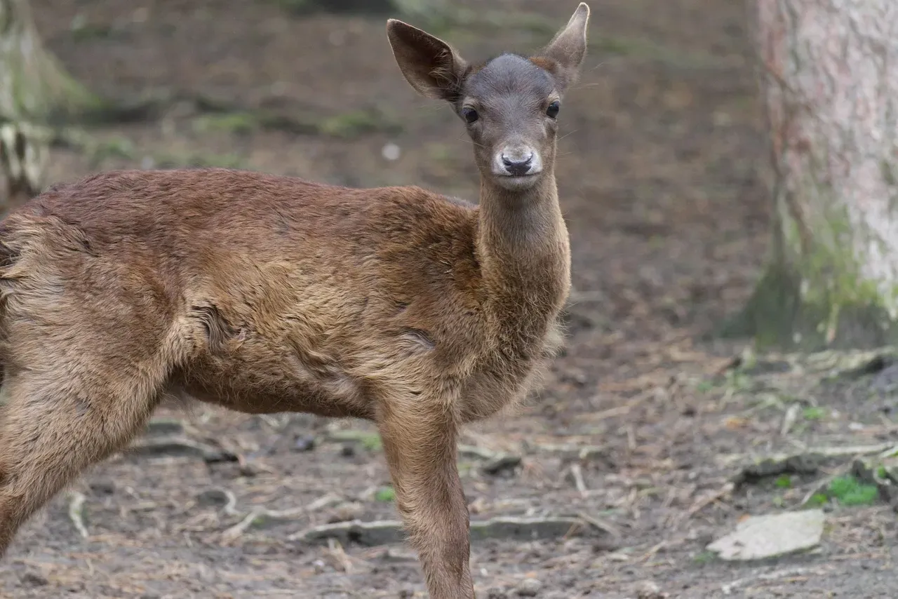 Why a Deer Staring Directly at You Feels So Strange (Image Credits: Pixabay)
