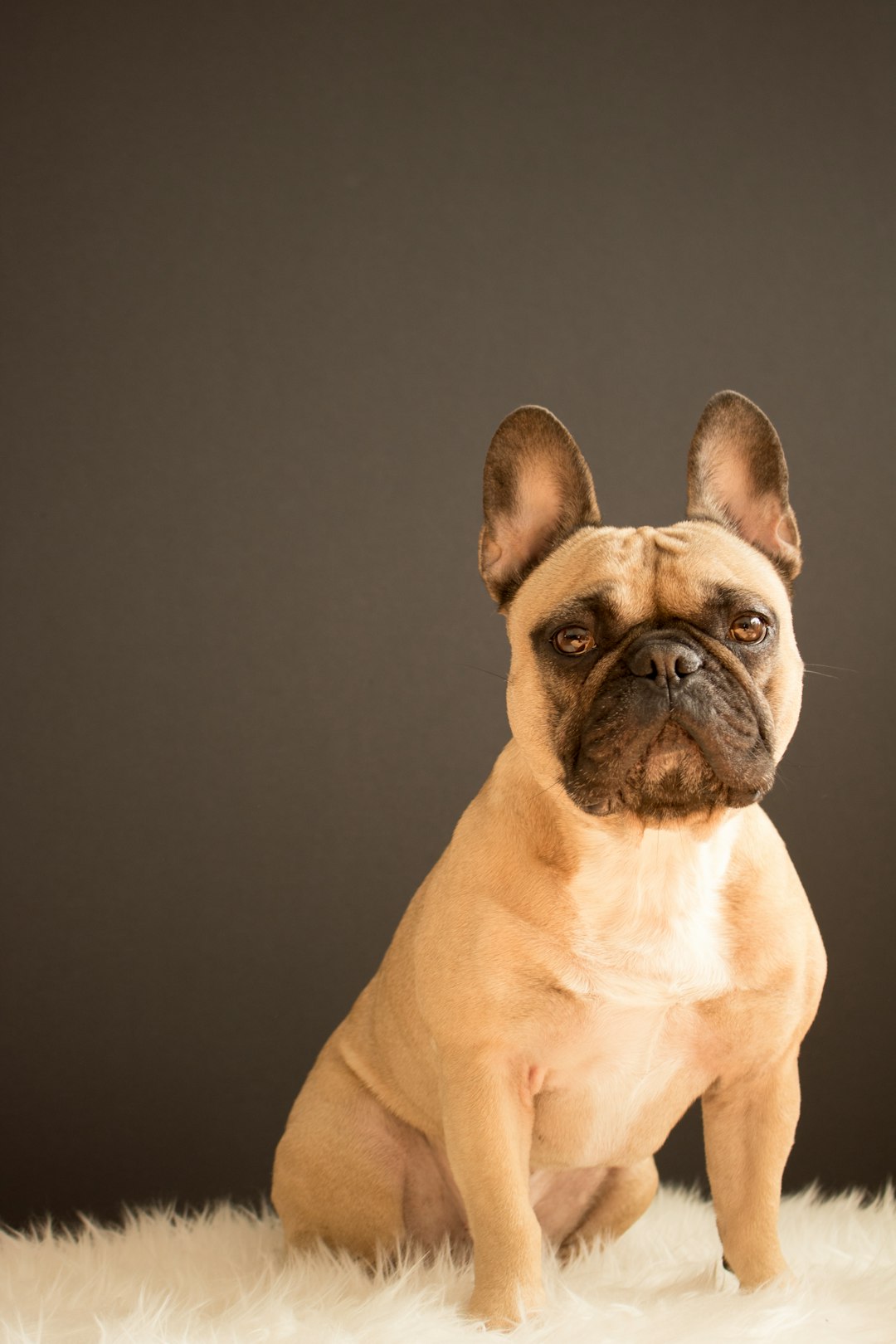#8. French Bulldog (Image Credits: Unsplash)