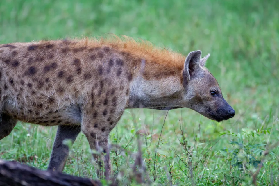 #16 - Hyenas: The "Laughing" Guardians of One Chosen Human (Image Credits: Stocksnap)