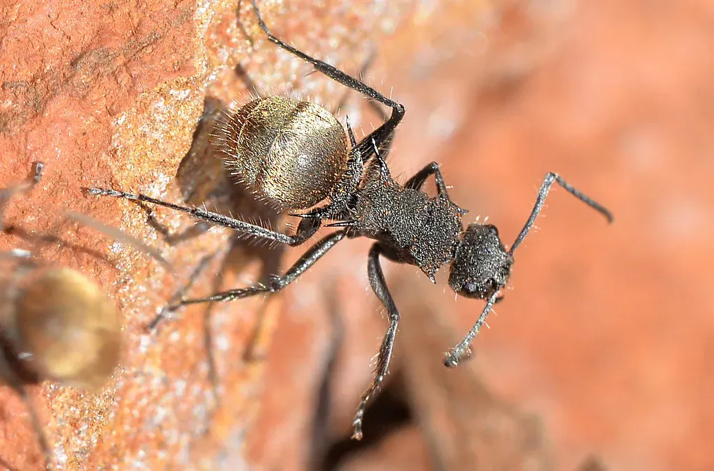 Ants: Tiny Architects of the Underground (Image Credits: Flickr)