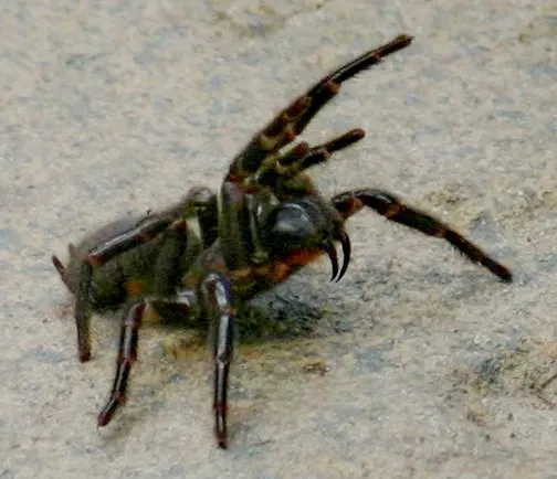 Scorpio: The Sydney Funnel-Web Spider (Image Credits: Wikimedia)