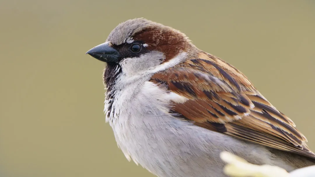 #7 - House Sparrow: Yes, Even This "Pest" Is Plummeting (Image Credits: Unsplash)