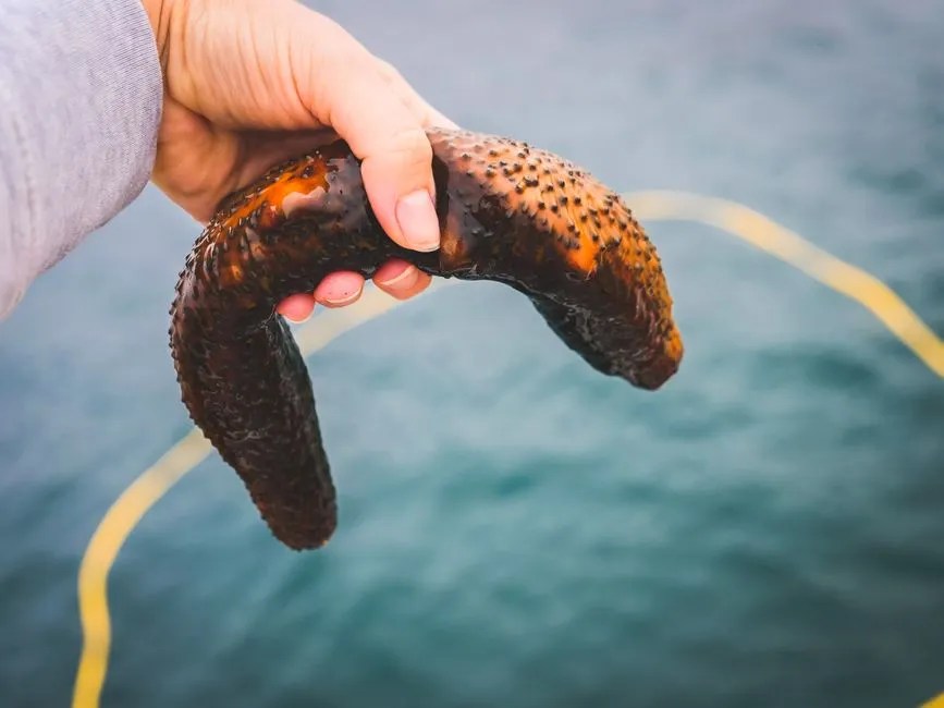 Sea Cucumbers: Soft-Bodied Escape Artists With Regenerating Organs (Image Credits: Pexels)