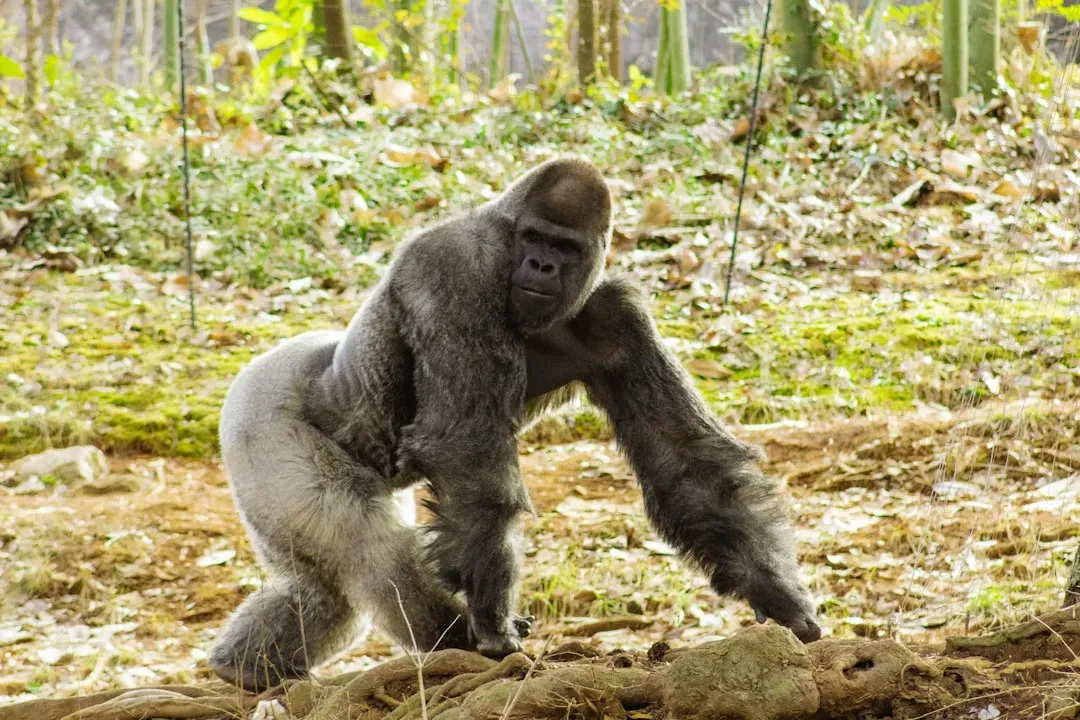 #10 - Gorillas (Image Credits: Unsplash)
