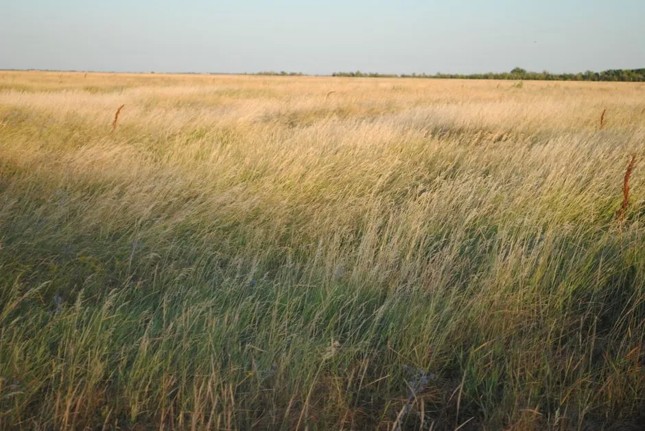 Tallgrass Prairie National Preserve, Kansas (Image Credits: Pexels)