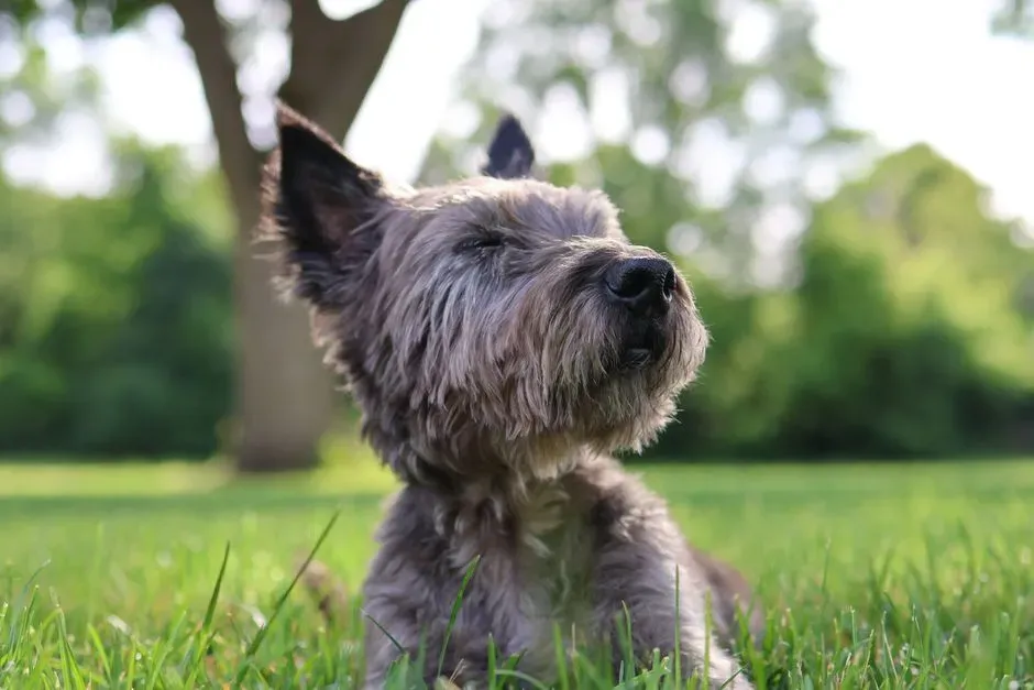 2. Cairn Terrier & Loyal Underneath the Scrappy Exterior (Image Credits: Pexels)