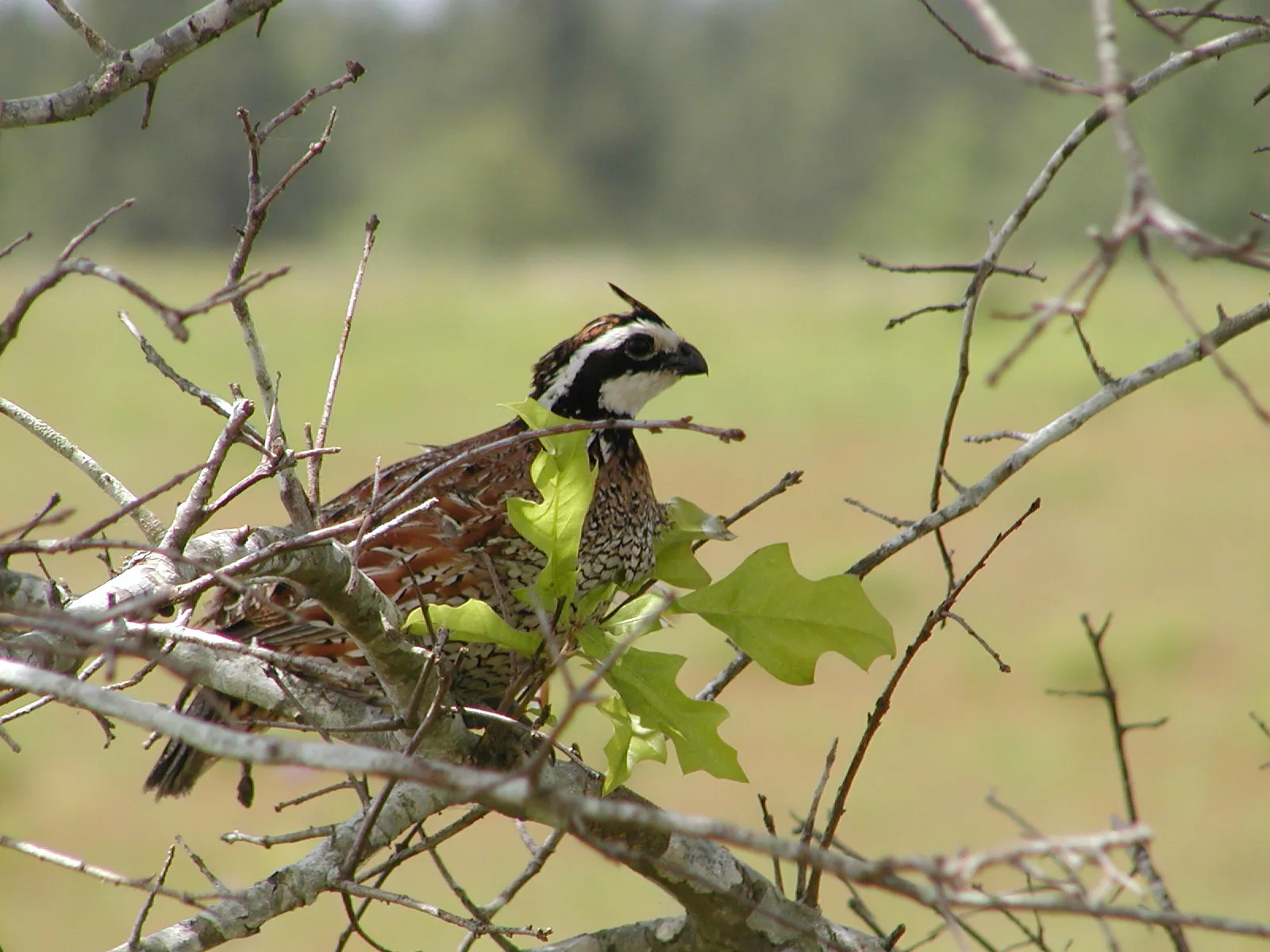 #9 - Northern Bobwhite: The Vanished Backyard Whistle (Flickr: Bobwhite quail, Public domain)