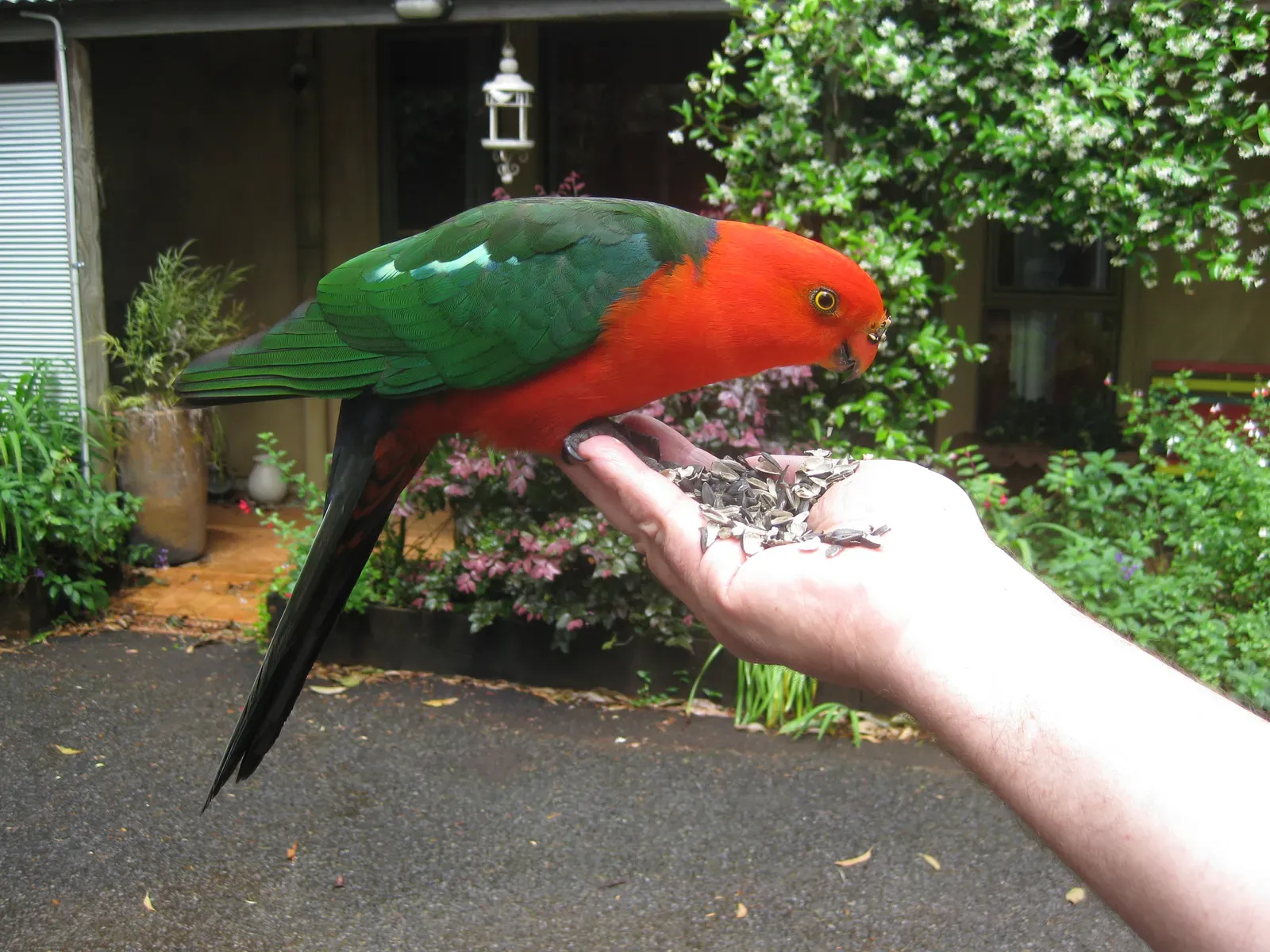 Conclusion: Your Parrot Trusts You Completely (feeding parrot, CC BY 2.0)
