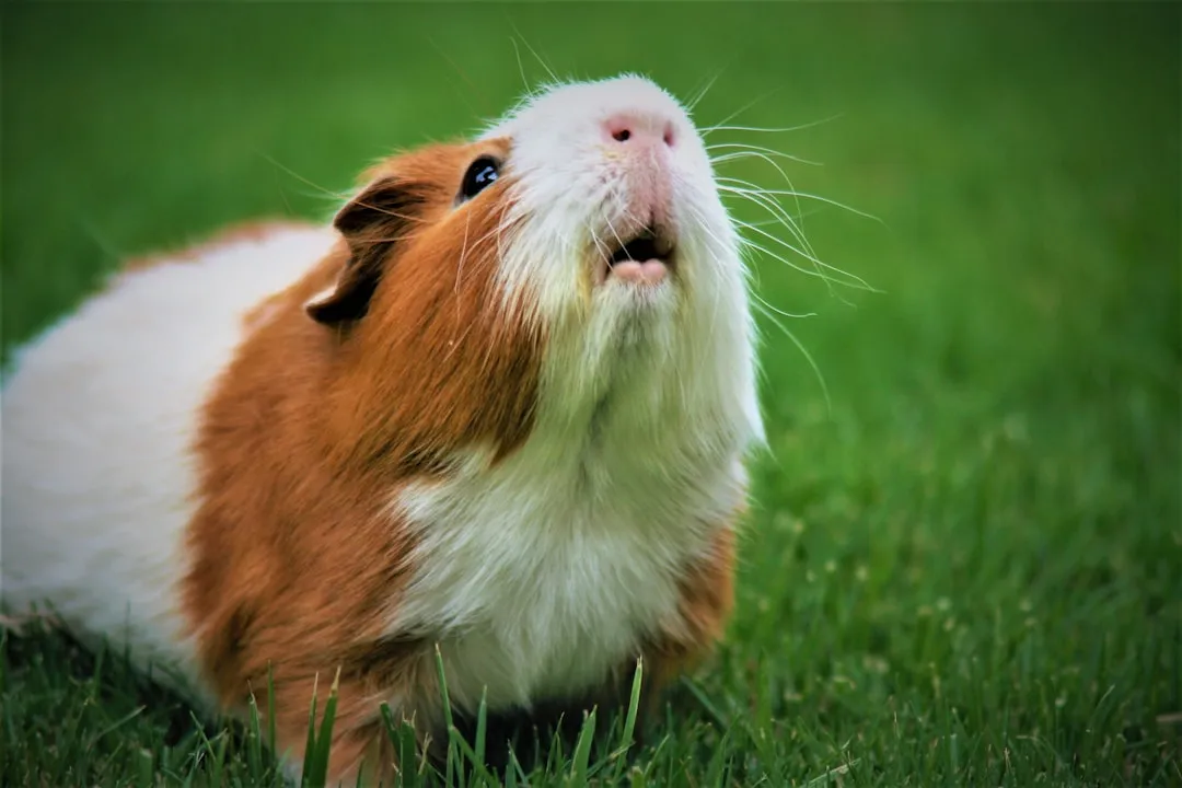 3. Cage Cleaning Days And Handling Routines (Image Credits: Unsplash)