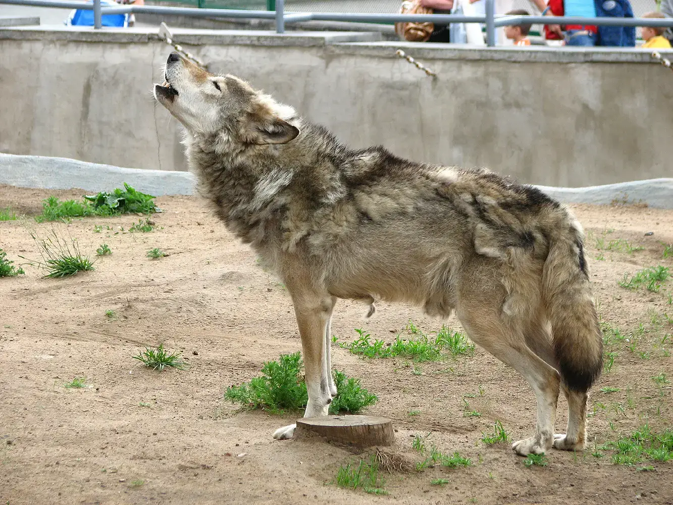 Wolves Howl to Grieve, Celebrate, and Bond - It Is Emotional Expression (Image Credits: Wikimedia)
