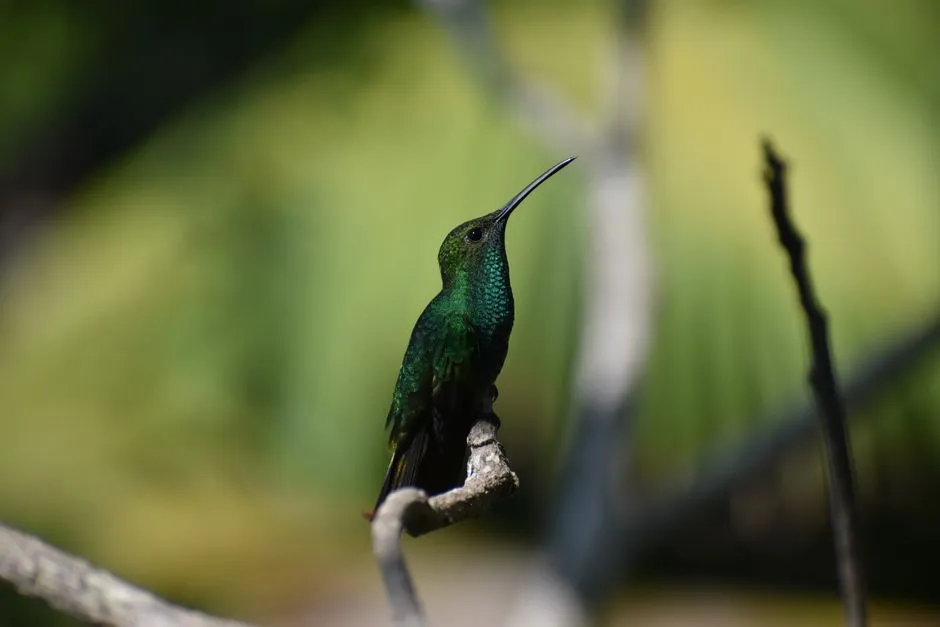 #4 - Their Obsession With the "Perfect Perch" (Image Credits: Pexels)