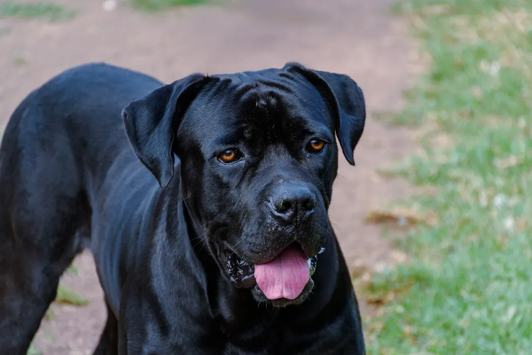 #17 - Cane Corso: Serious Guardian Needing Serious Handling (Image Credits: Unsplash)