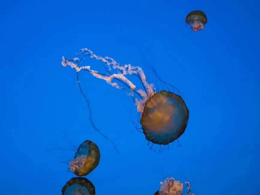 #6 – Palau's Rock Islands: Jellyfish Lake and Beyond (Image Credits: Pexels)
