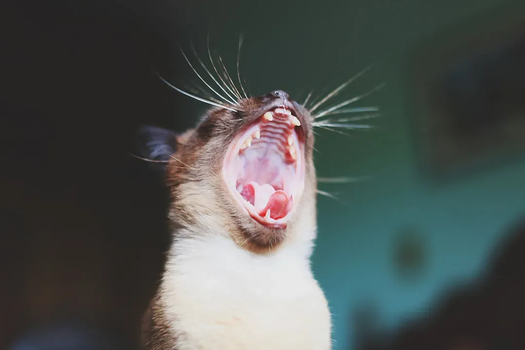 Rats: Tiny Giggle Machines You Can't Hear (Image Credits: Unsplash)