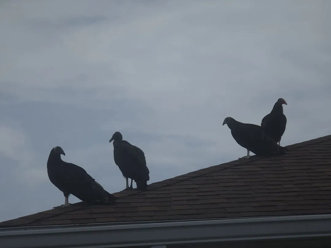 #5 A roof gathering rarely means death is nearby (Image Credits: Unsplash)