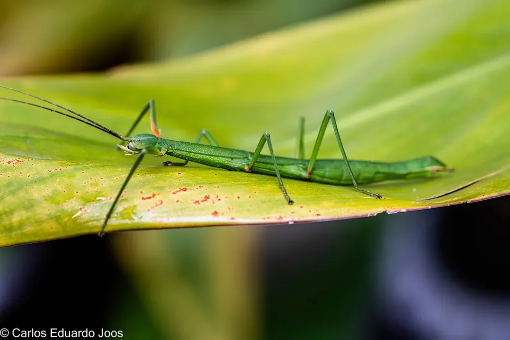 The Stick Insect: The Twig That Walks (Image Credits: Flickr)