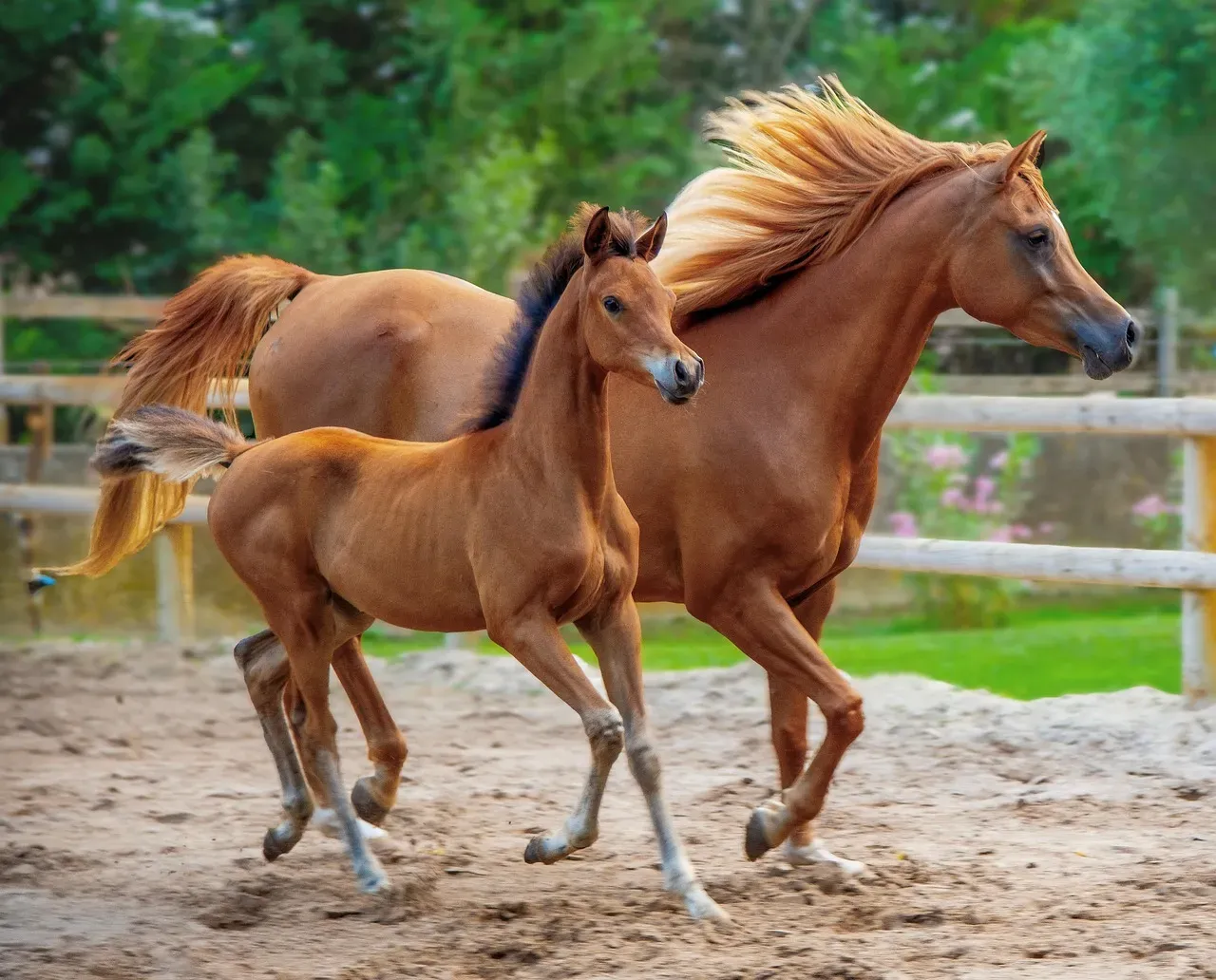 #2 - Arabian (Image Credits: Pixabay)